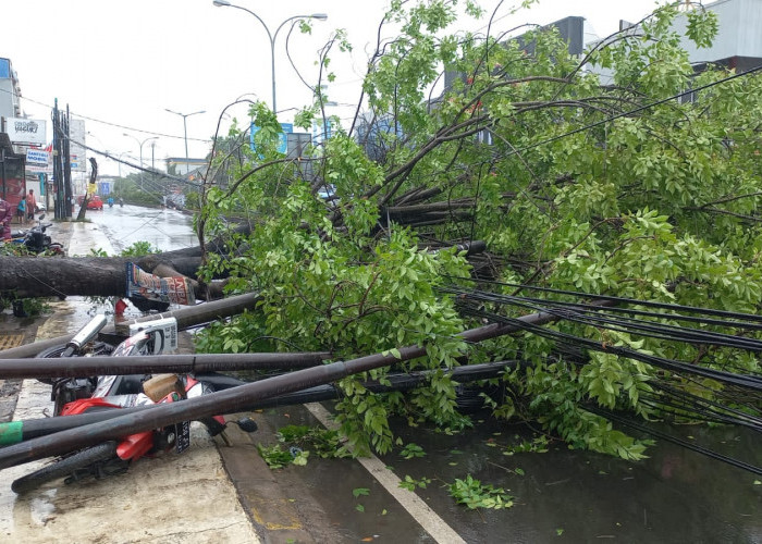 Tersapu Angin, Pohon Tumbang Tutup Jalan Ahmad Yani - Kota Cilegon