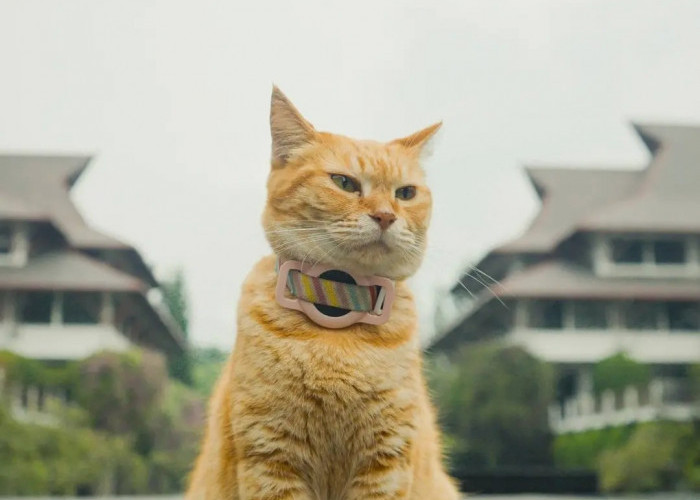 Film Meong! Karya Mahasiswa ITB Raih Most Inspiring Film Award di Festival Internasional