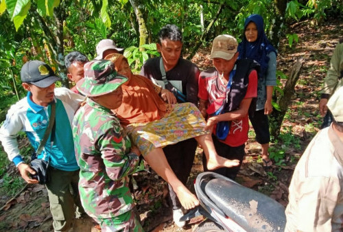 Nyaris Diinjak Gajah Saat di Kebun, Nenek di Lampung Barat Dievakuasi