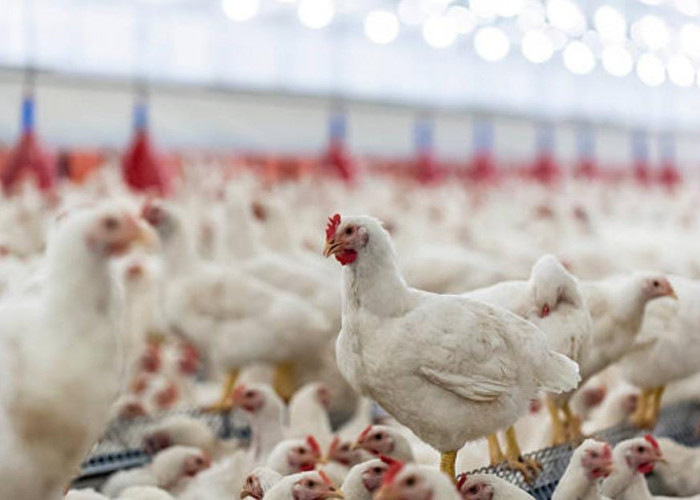 Butuh Modal Rp80 Juta Buat Peternakan Ayam, KUR BRI 2023 Ini Solusinya