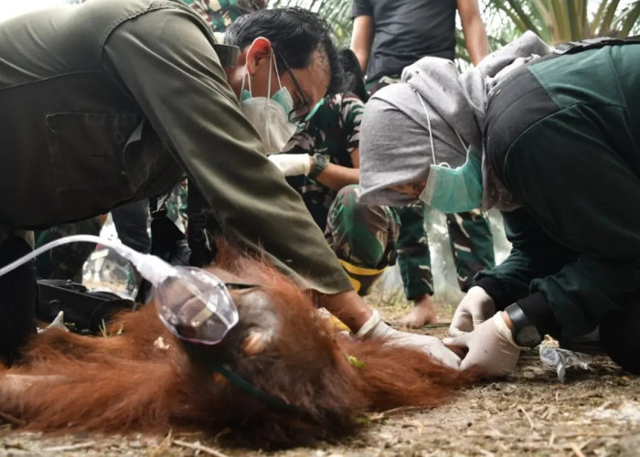 Dampak Karhutla Kalteng pada Satwa Liar, Orangutan Novita Alami Amputasi Jari Kaki