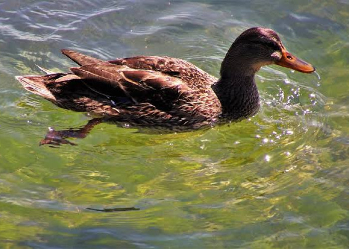 Mengenal Duck Syndrome, Gangguan Psikologis yang Banyak di Alami Gen Z