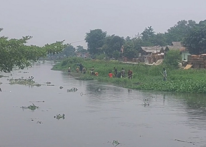 Diduga Akibat Limbah, Ribuan Ikan Mengapung di Irigasi Karawang Hingga Warga Berburu Pakai Serokan