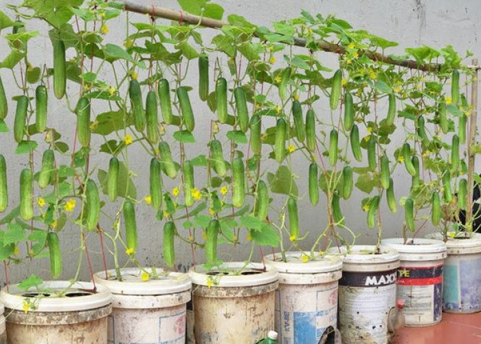 Rahasia Menanam Timun di Pot Kecil agar Berbuah Lebat, Solusi Panen Sayur di Lahan Sempit