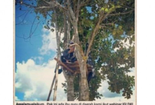 Perjuangan Andi Selviana, Guru di Daerah Terpencil, Rela Naik Pohon Selama 4 Jam demi Ikut Webinar
