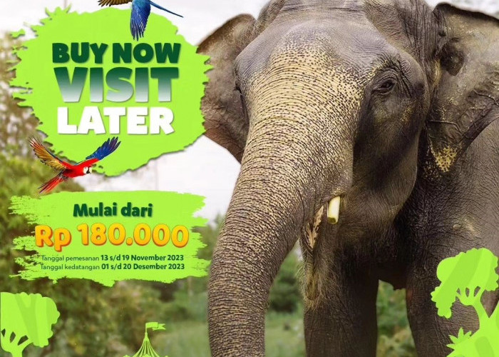 Taman Safari Bogor Gratis untuk Guru TK, Simak Syarat dan Pertunjukan Lainnya