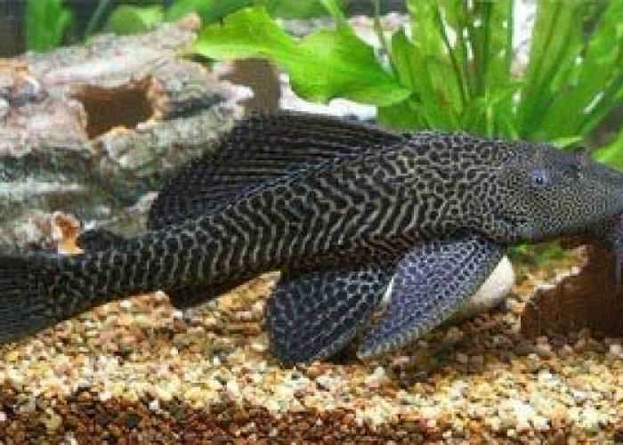 MUI Soroti Penguburan Massal Ikan Sapu-Sapu Hidup-Hidup, Dinilai Tak Sesuai Prinsip Syariah