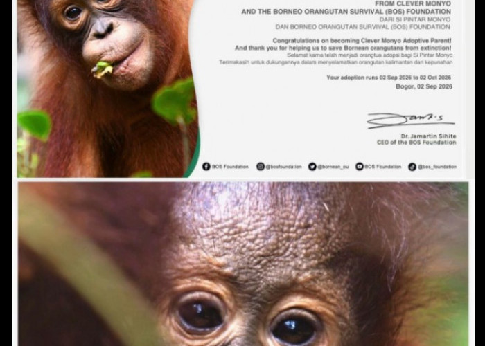 Tren Adopsi Orangutan Online Ramai di Kalangan Anak Muda, Begini Cara Ikutnya