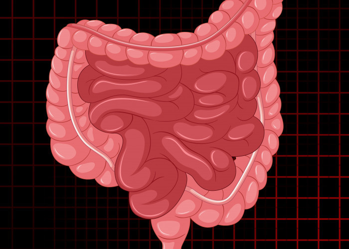 5 Fakta Mengejutkan tentang Usus yang Perlu Kamu Tahu