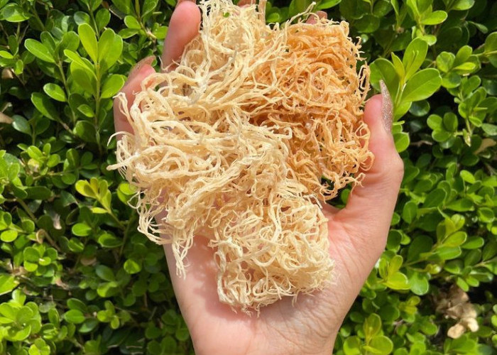 Kaya 92 Mineral, Sea Moss Jadi Andalan Baru untuk Kulit Sehat dan Cerah