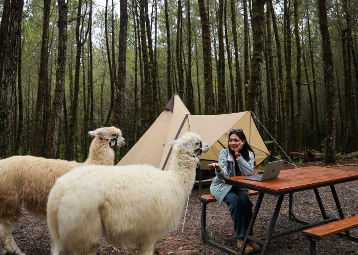 Liburan Seru di Wisata Bandung Tangkal Pinus: Bisa Camping dan Ketemu Alpaca Gemoy