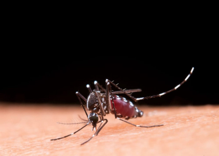 Usir Nyamuk di Rumahmu dengan Menggunakan Cara Alami Ini
