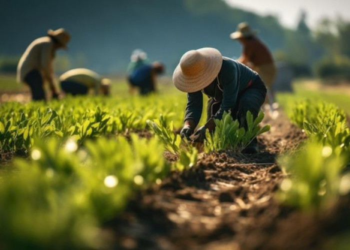 MBG Jadi Pasar Baru Petani, Kementan dan BGN Perkuat Sinergi Pangan Lokal