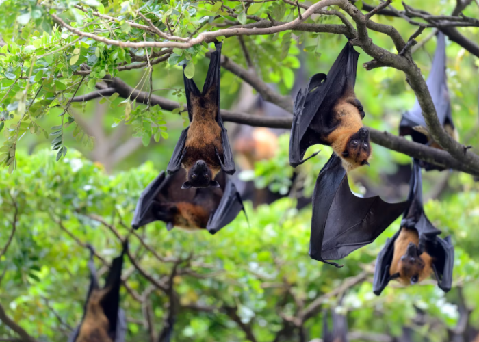 Kronologi Temuan Virus Nipah di India dan Statusnya di Indonesia