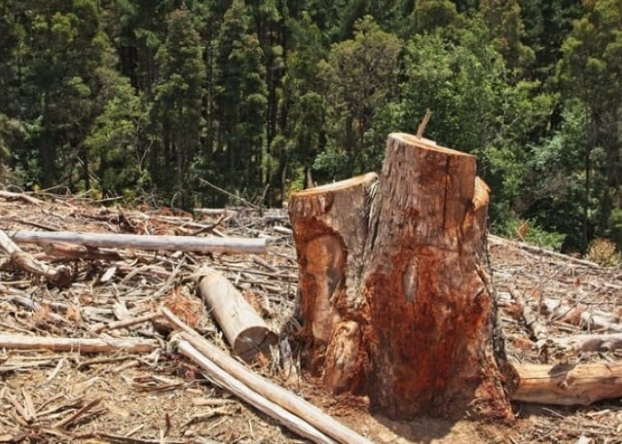 Ini 7 Dampak Penebangan Hutan Terhadap Lingkungan, Jadi Penyebab Banjir dan Longsor di Padarincang