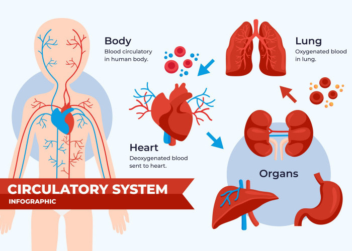 Makanan yang Tepat Dikonsumsi, Tergantung Pada Organ Tubuh