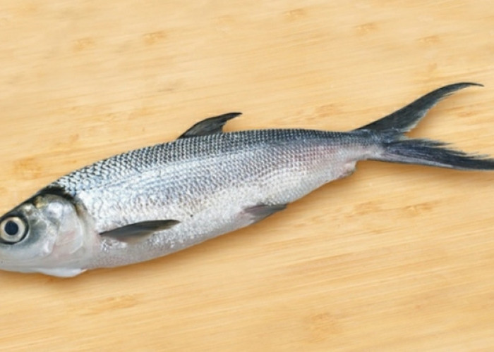 5 Manfaat Konsumsi Ikan Bandeng bagi Kesehatan Tubuh
