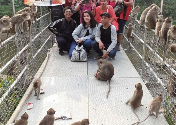 Inilah Rekomendasi Wisata Religi Hutan Keramat Monyet Ekor Panjang di Solear Tangerang	