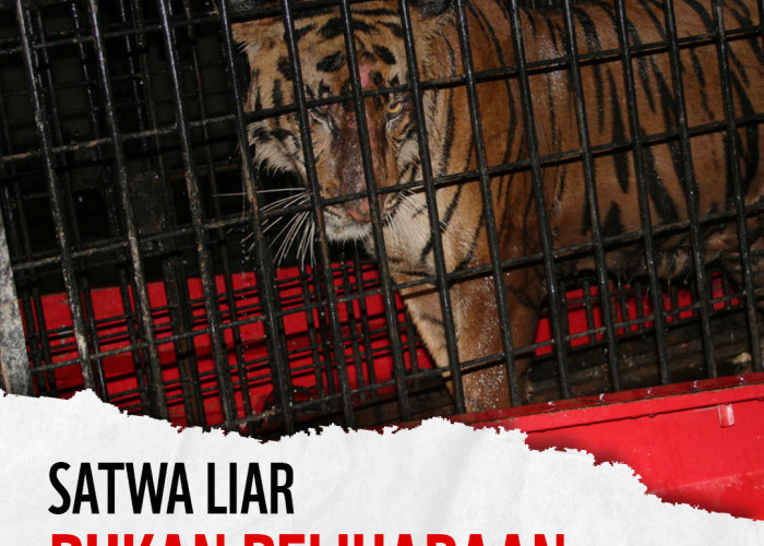 WWF Indonesia Angkat Bicara Terkait Kematian Anak Harimau Alshad Ahmad