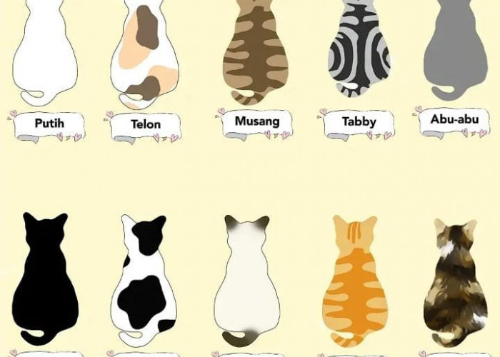 Mengenal Karakter Kucing Berdasarkan Warna Bulunya, Pecinta Kucing Harus Tahu