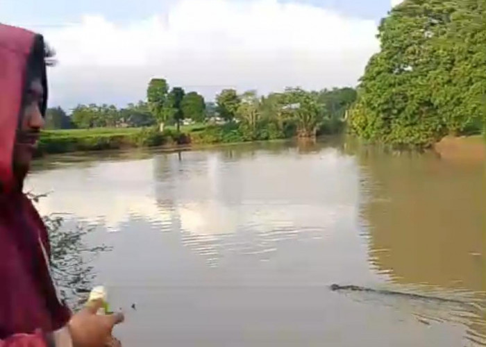 Setelah Kemunculan Buaya Kecil, Kini Warga Pandeglang Dikejutkan dengan Munculnya Buaya Berukuran Lebih Besar