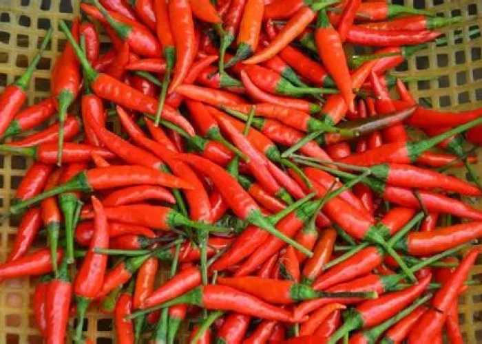 Harga Cabai Naik, Bagaimana Perubahan Cuaca Memengaruhi Harga Pangan?