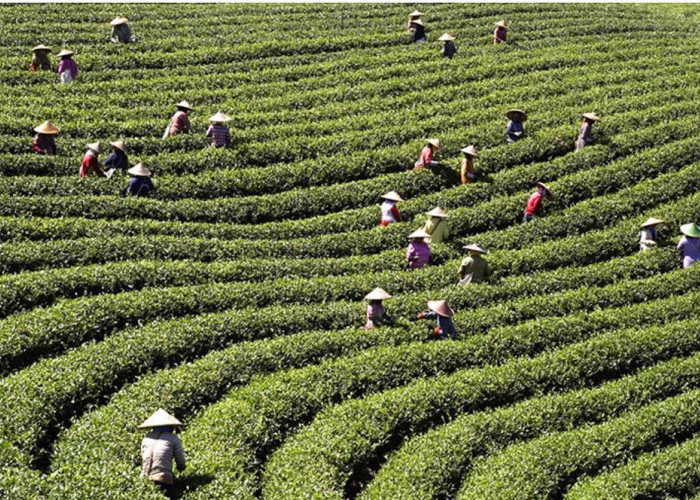 Waw, Lebak Jadi Produksi Teh Terbaik di Dunia dan Penghasil Teh Oolong Organik Pertama, Segini Harga Jualnya