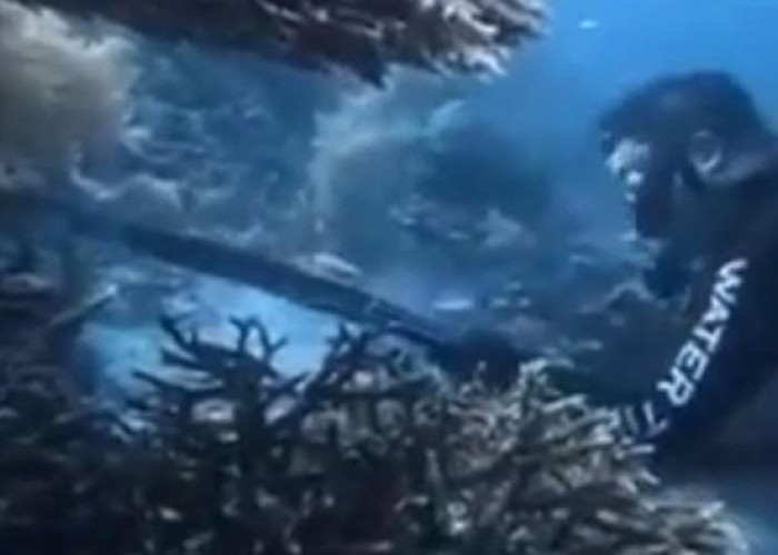 WN China Pemburu Penyu di Raja Ampat Berprofesi Pelatih Diving