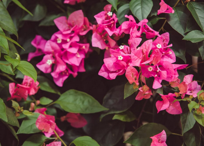 6 Bunga Merambat Cantik untuk Mempercantik Taman Anda