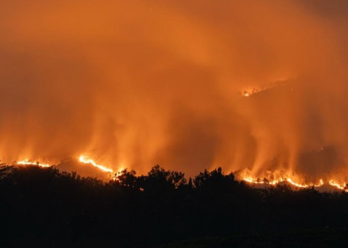 Kebakaran Hutan Arjuno-Welirang Hanguskan 736,8 Hektare Lahan, Tim Gabungan Terkendala Medan Terjal