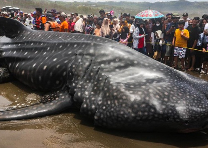 Gagal Dievakuasi ke Laut, Hiu Tutul 6 Meter yang Terdampar di Pantai Parangkusumo Mati