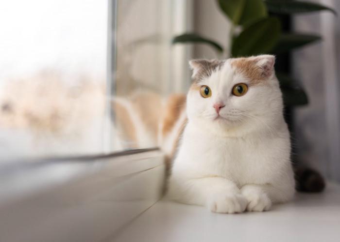 Ternyata Kucing Bisa Tahu Perasaan Kita loh, Inilah Fakta Menarik Lainnya Tentang Kucing