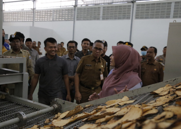 Didukung Pabrik di Panimbang, Pandeglang Targetkan jadi Sentra Budidaya Porang