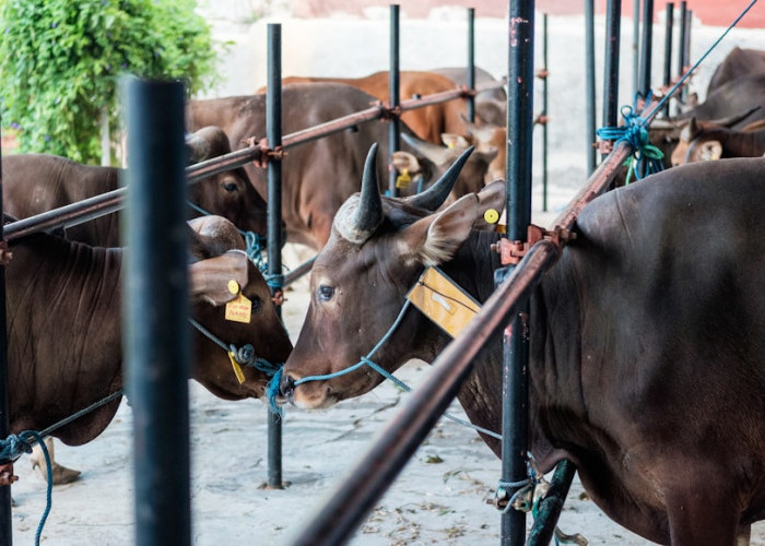 Hewan Tak Sah untuk Qurban, 4 Kondisi yang Harus Dihindari