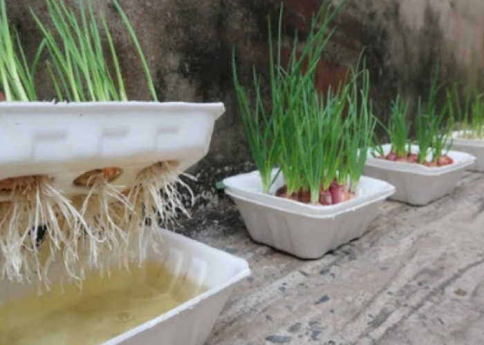 Cara Mudah Menanam Daun Bawang di Rumah, Panen dalam 15 Hari
