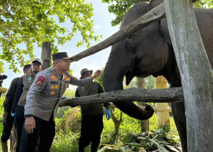 Simbol Harapan Konservasi, Menhut Setujui Nama 'Nona Seroja' untuk Anak Gajah di Tesso Nilo