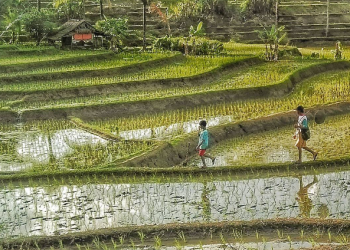 Wisata Pandeglang Kadujangkung, Cocok untuk Berburu Foto Estetik yang Instagramable