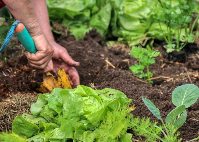 Manfaat Aktivitas Berkebun untuk Kesehatan, Salah Satunya Turunkan Risiko Kanker