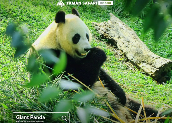 Borong Tiket Promo Taman Safari Bogor Spesial Libur Sekolah, Cek Tanggalnya di Sini