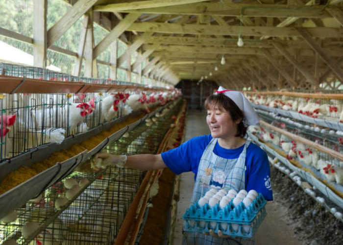 Cocok Buat Usaha Ternak Ayam, Ini Keuntungan Pinjam KUR BRI 2023