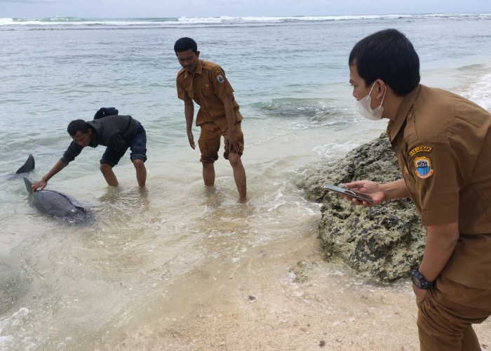 Geger! Anak Lumba-lumba Terdampar di Wanasalam-Lebak, Kondisinya Lemas