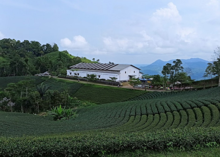 Kebun Teh Cikuya Seluas 43 Hektar Ada di Lebak Banten, Gak Kalah Cantik dari Puncak Bogor