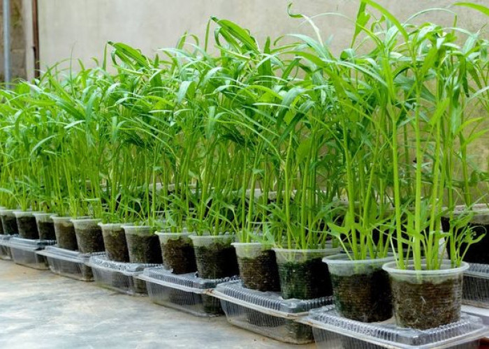 Cocok Buat Anak Kost! 4 Ide Berkebun Kangkung Gantung di Lahan Minim