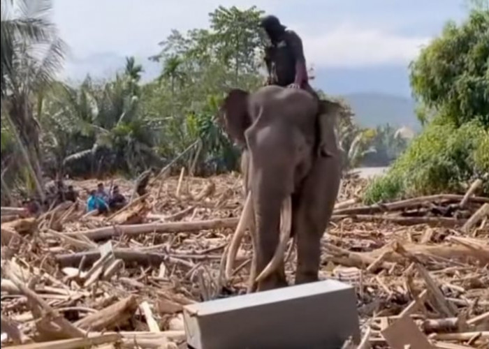 BKSDA Aceh Tegaskan Kesejahteraan Gajah Harus Diutamakan saat Bantu Bencana