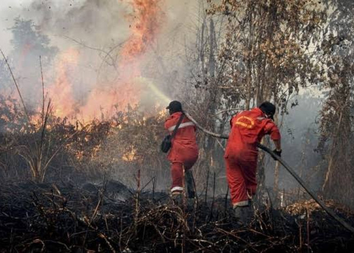 Karhutla Melonjak, Hampir 95 Ribu Hektare Lahan Indonesia Terbakar dalam Sebulan