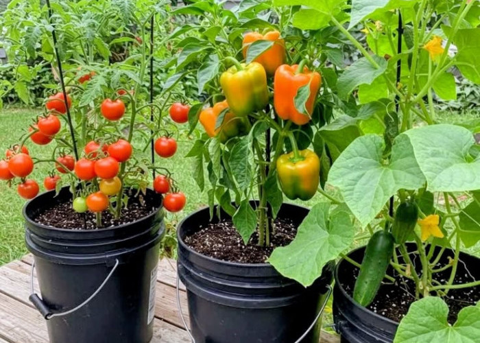 Solusi Lahan Sempit: 7 Pohon Buah Mini yang Produktif dan Mudah Dirawat Pemula