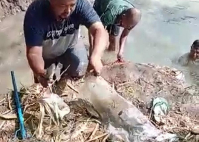 Menghebohkan, Ribuan Ikan di Sungai Ciujung-Serang Naik ke Permukaan 