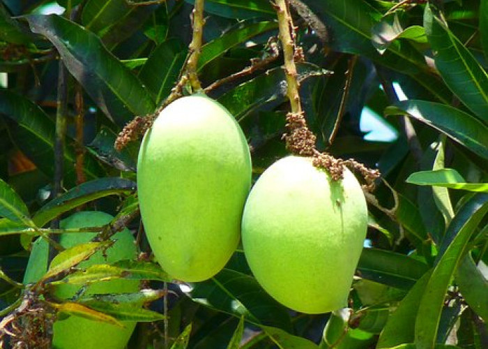 Wah Ternyata Kulit Mangga Bermanfaat Bagi Kesehatan, Jangan Dibuang Ya