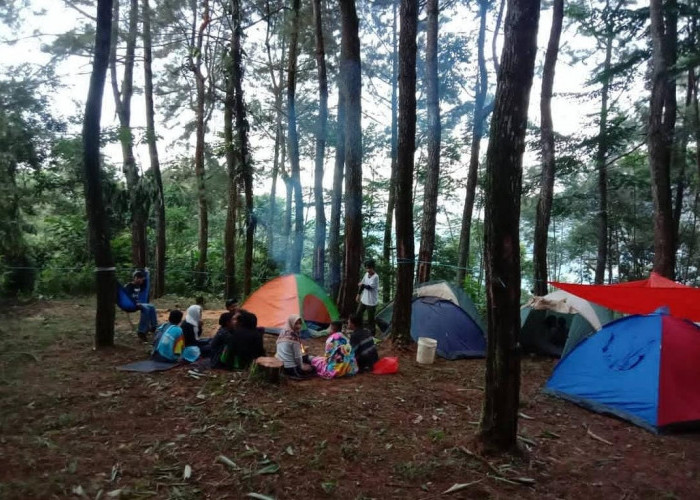 Camping Adem di Wisata Hutan Pinus Wates Lebak, Hanya Satu Jam dari Kota Rangkasbitung