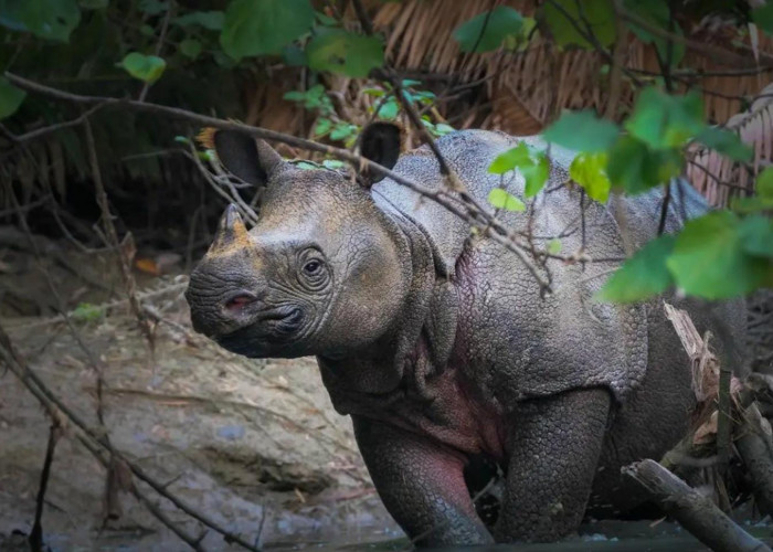 Ujung Kulon, Wisata Banten yang Diakui Dunia